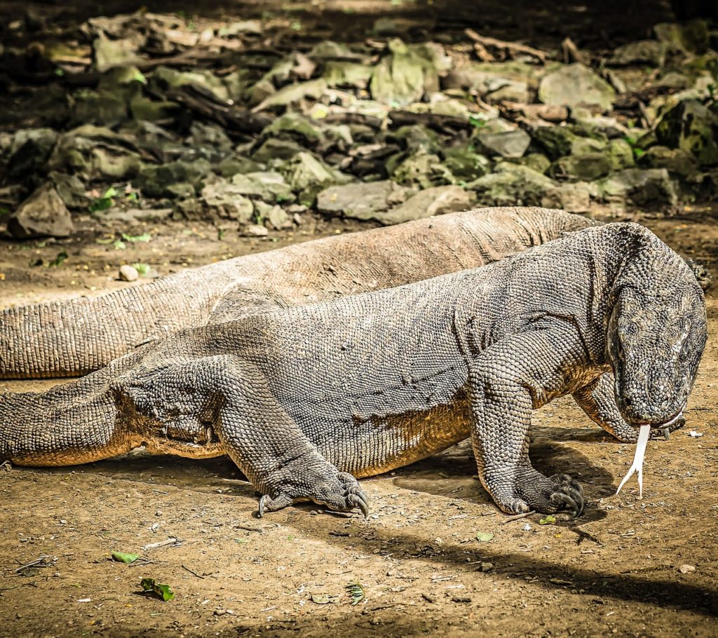 Komodo Dragons on Komodo Island. See them today when you apply for a new passport.