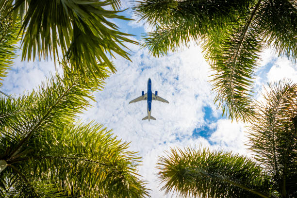 An airplane flies through a gap between palm trees. Emergency Passport in Orlando: What You Need to Know