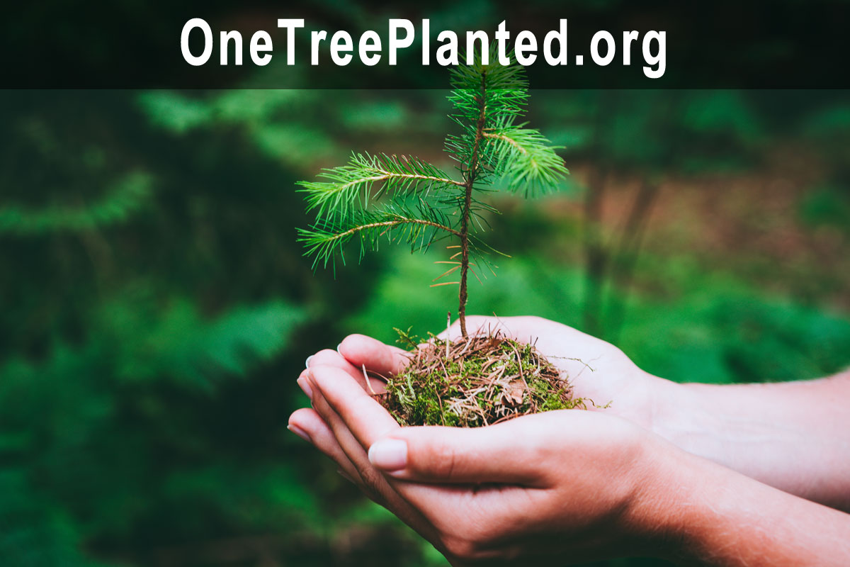 OneTreePlanted.org